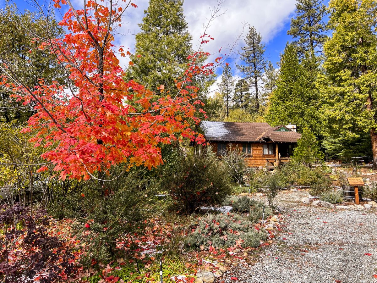 Foliage outside the Idyllwild Area Historical Society.