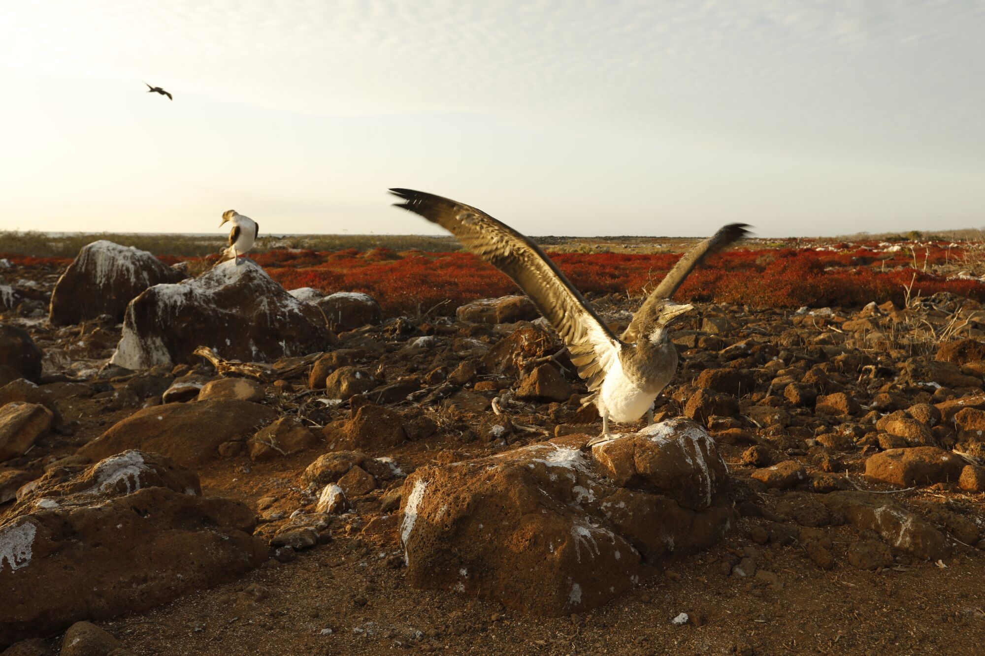A juvenile blue-footed booby practices flapping his wings before beginning to fly on North Seymour Island in the Galapagos.