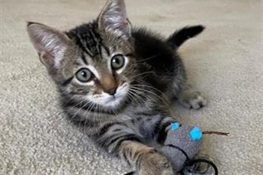 William is an 11-week-old kittenwho is up for adoption at Orange County Animal Care's shelter in Tustin.