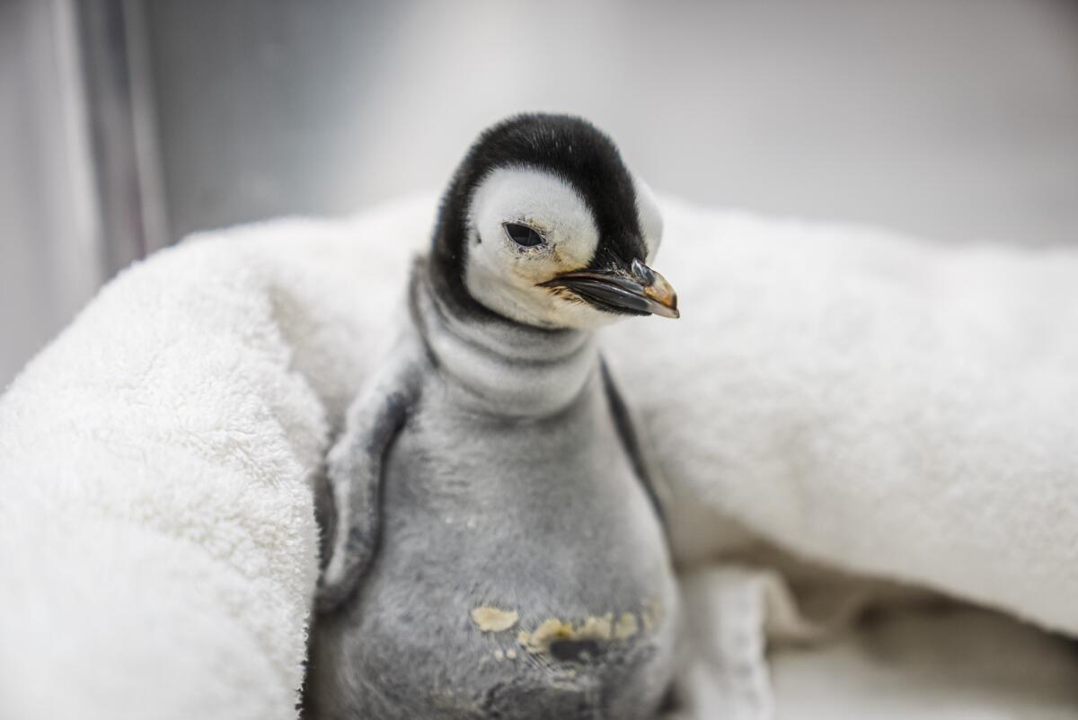 SeaWorld's first Emperor Penguin chick born at the park in more than a decade is now 6, Tulsa weeks old.