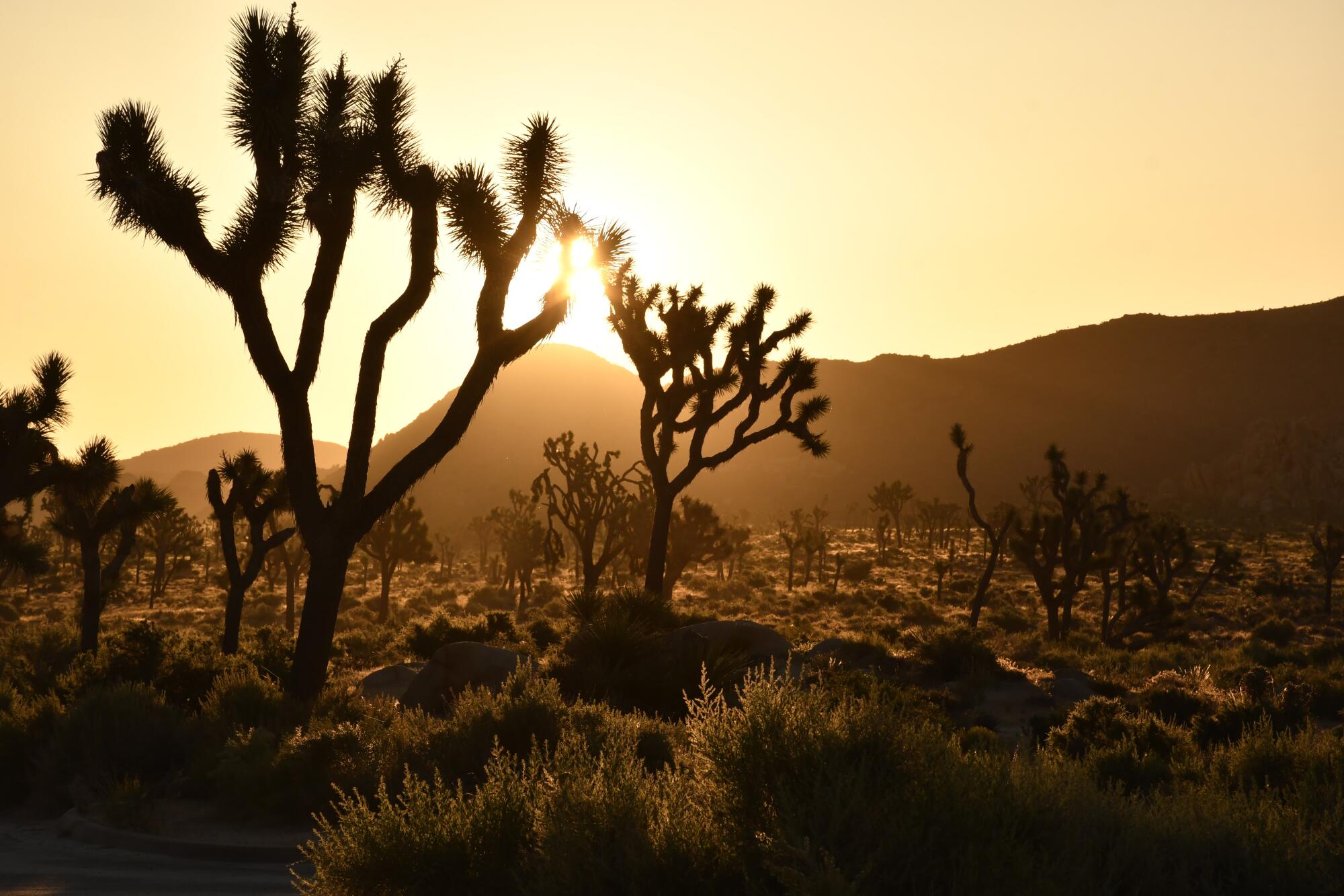 Silhouette of desert plants with mountains in background.