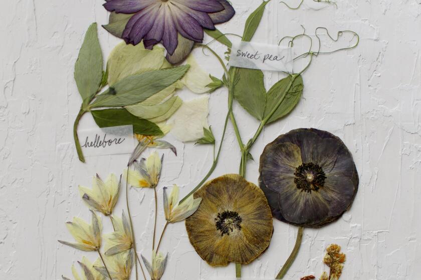 A photo of pressed ranunculus, sweet peas, a hellebore flower and more, mounted between pieces of glass in a finished work.