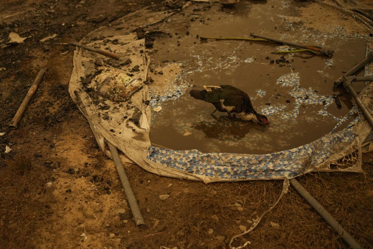 Un pato bebe agua de una piscina de plástico destruida en un incendio en Santa Juana, Chile