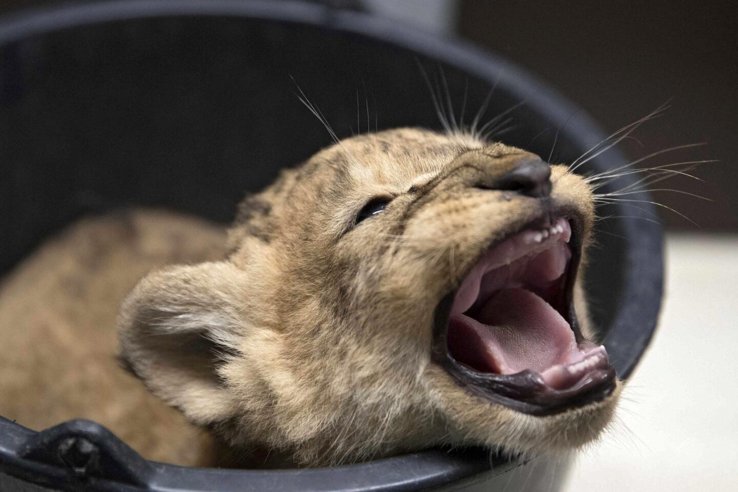 One of three lion cubs that were born at Gaia Zoo is introduced in Kerkrade, the Netherlands, on July 5, 2016.