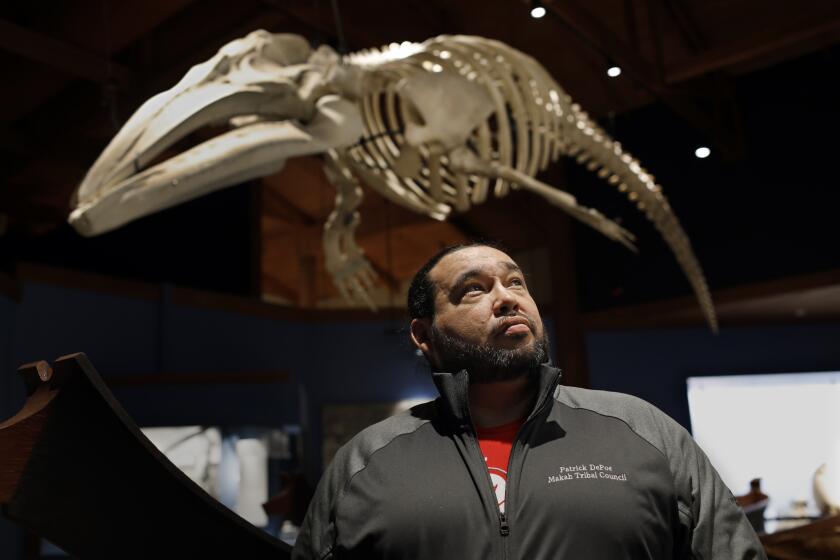 NEAH BAY, WASHINGTONÑNOV. 23, 2019--Makah Tribal Council member Patrick DePoe stands next to the last gray whale to be killed by the Makah tribe back in 1999. The skeleton remains of the young female whale hangs in the The Makah Museum also known as the Makah Cultural and Research Center in Neal Bay. The Makah tribe, on the Olympic Peninsula, is seeking a waiver from the federal government that will allow them to hunt and kill gray whales. (Carolyn Cole/Los Angeles Times)