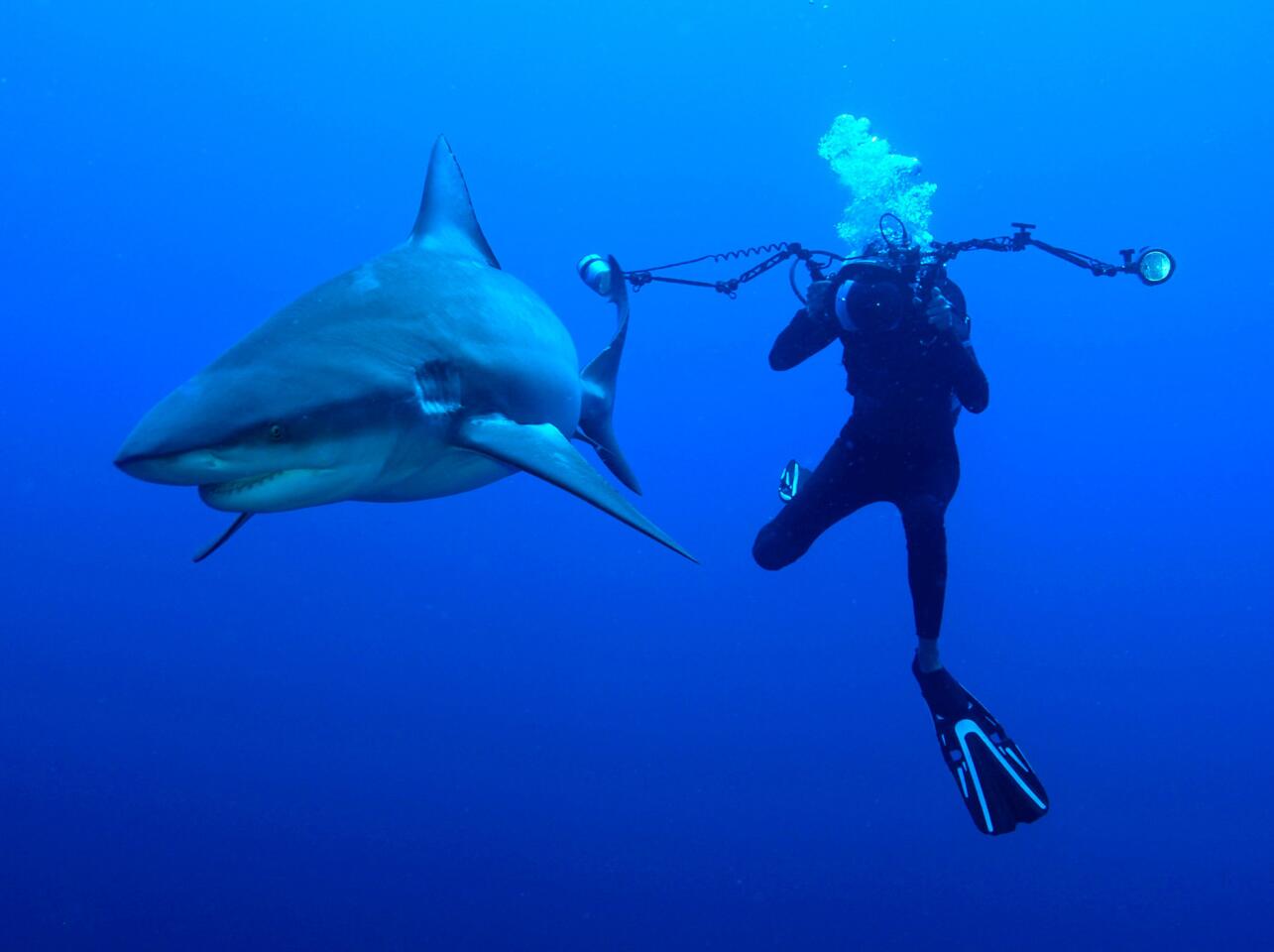 Underwater photographer Fiona Ayerst captures a picture of a bull shark off the coast of Mozambique. Bull sharks are among the "big three" that researchers consider most deadly because they are commonly found in populated areas where humans enter the water and because they are large species whose teeth are designed to shred, not hold.