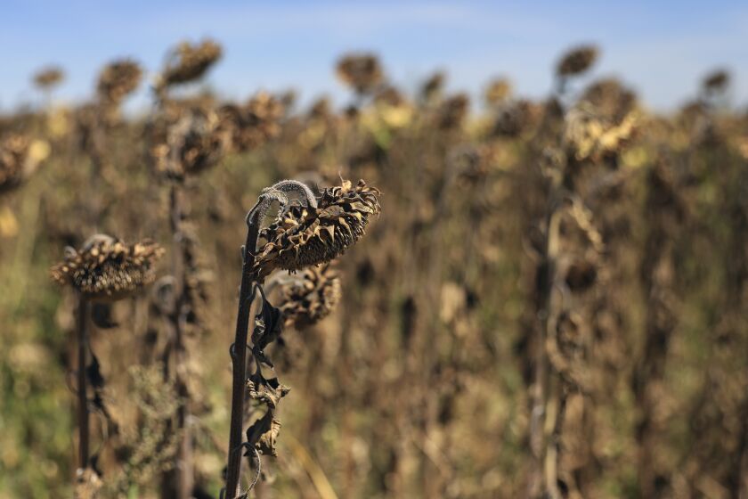 Sunflowers suffer from lack of water, as Europe is under an unusually extreme heat wave, in Beaumont du Gatinais, 60 miles south of Paris, France, Monday, Aug. 8, 2022. France is this week going through its fourth heatwave of the year as the government warned last week that the country is faced with the most severe drought ever recorded. Some farmers have started to see a decrease in production especially in fields of soy, sunflowers and corn. (AP Photo/Aurelien Morissard)