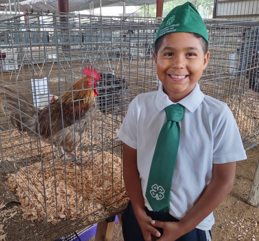 Tonatiuh Rivera, 9, showed a Rooster named Senior Pato, aka Mr.  Duck, at the Ramona Junior Fair.