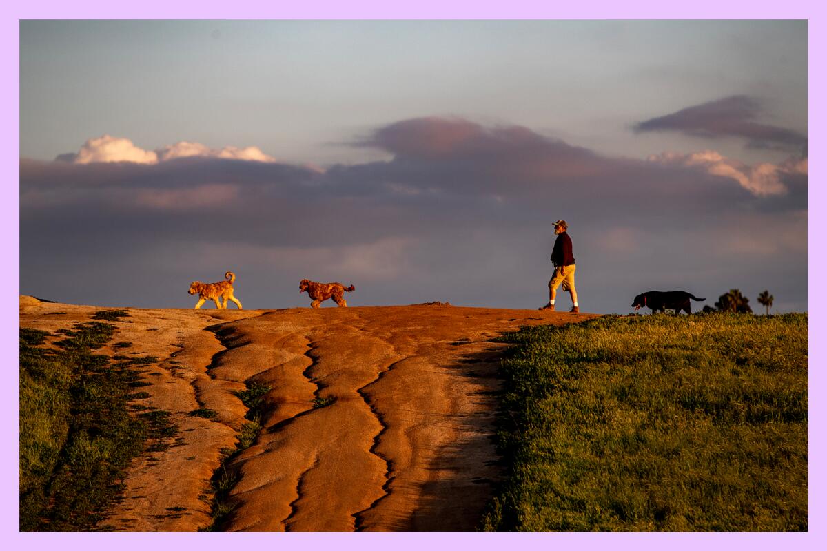 A hiker and three dogs walk across a hilltop with clouds in the  background