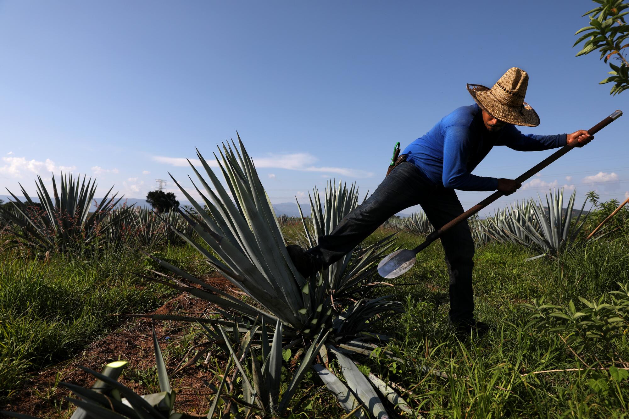 Guadalupe Ramos Santos uses a coa, a special knife, to cut the leaves on an agave plant.