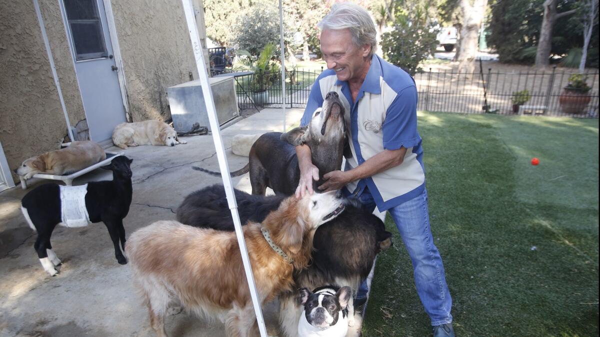 Animal rescue co-founder Russell Taylor gathers with a few of his canine friends, including Cooper, a great Dane, and Pixie, a French bulldog, at the Modjeska Ranch Rescue.