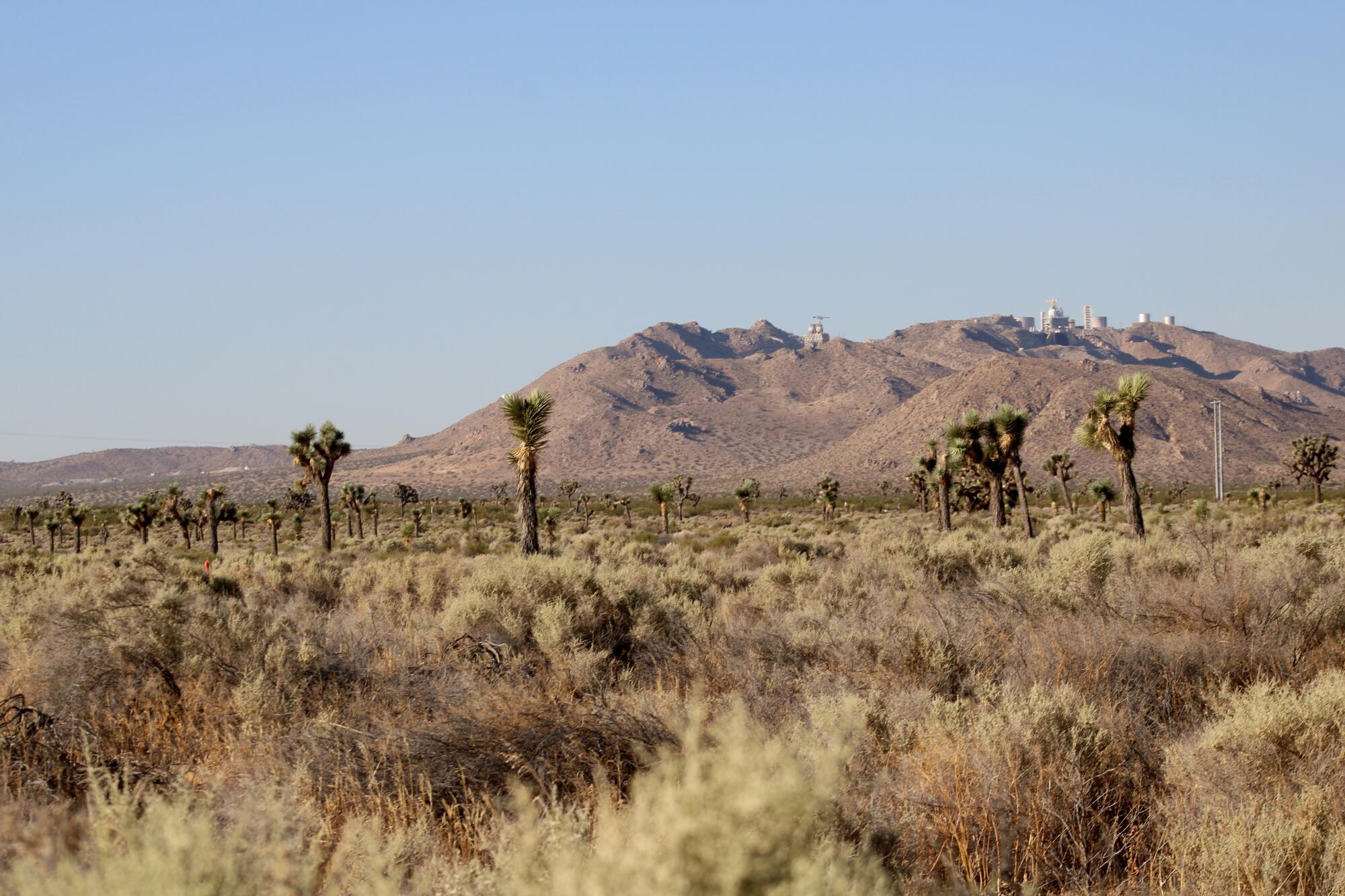 Dozens of Joshua trees are shown across the Mojave Desert landscape 