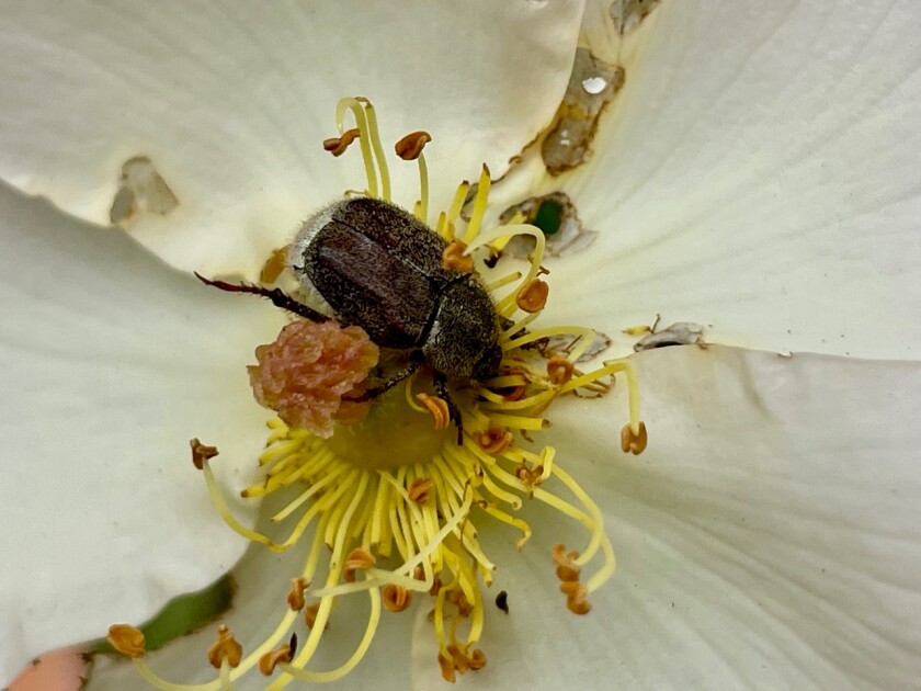 The hobelia beetle appears on a white flower.