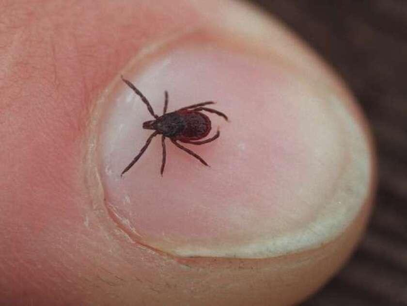 An organism related to Lyme disease and carried by the deer tick has now been detected in the United States and may be widely prevalent, studies say.