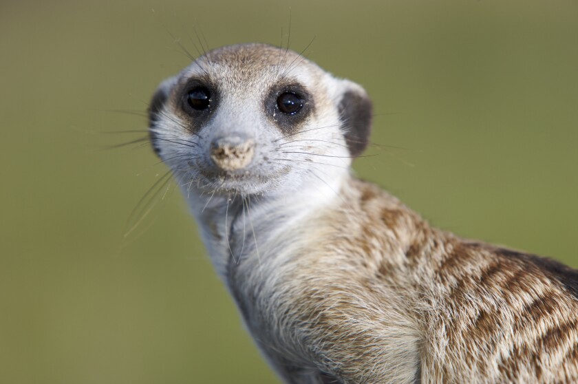 Not this meerkat, the other one.