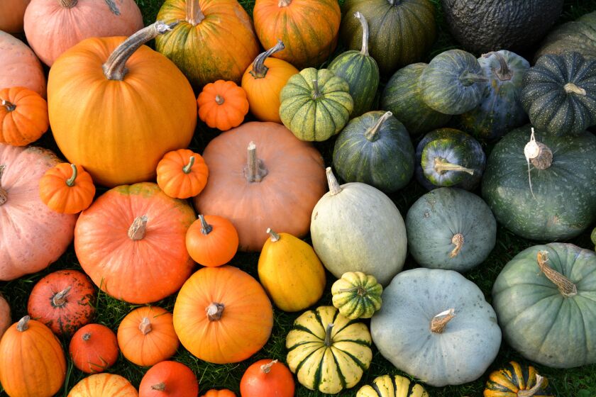 Colorful varieties of pumpkins and squashes.