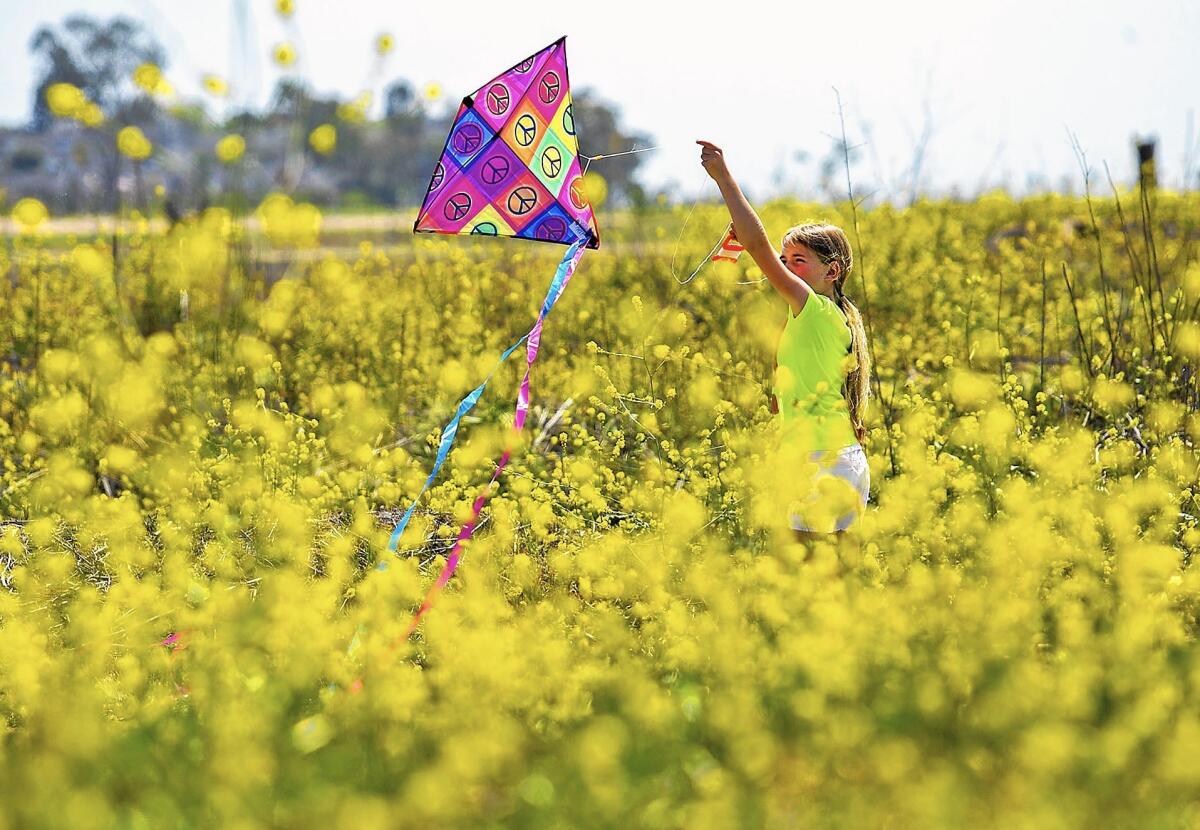 A visitor to Costa Mesa's Fairview Park tries to get her kite aloft as she runs on a path surrounded by blooming wild mustard flowers in December 2014.