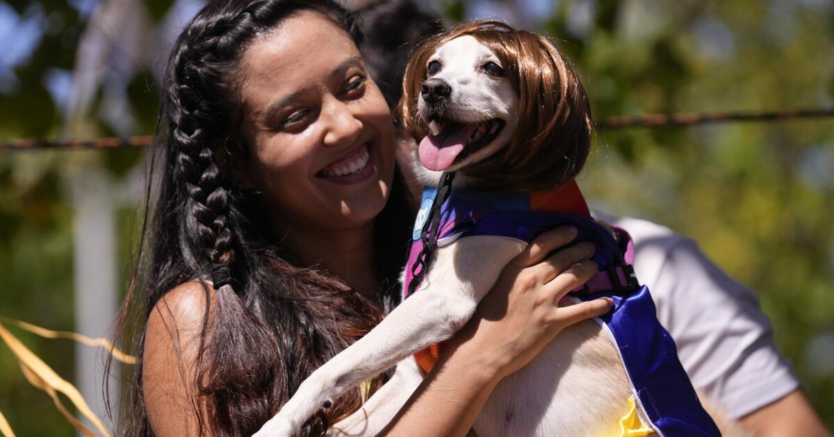 I cani in costume partecipano al Carnevale di Rio