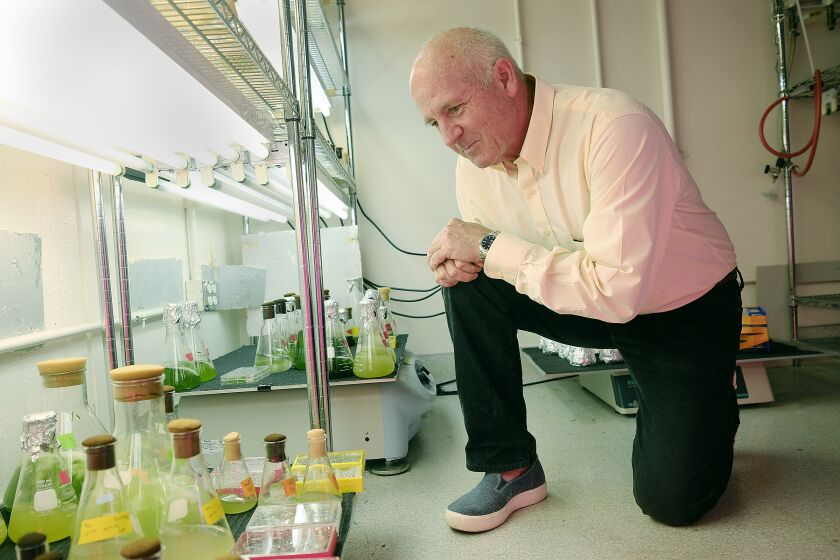 San Diego, CA_9_29_22_UCSD Biologist Stephen Mayfield, here watching the creation of biodegradable polyurethanes from marine algae, has created biodegradable shoes, like the ones he is wearing, made from plant-based polyurethane foam. The shoes have shown to break down within two years on land or in the ocean. He recently launched a company called Blueview. Union-Tribune photo by John Gastaldo