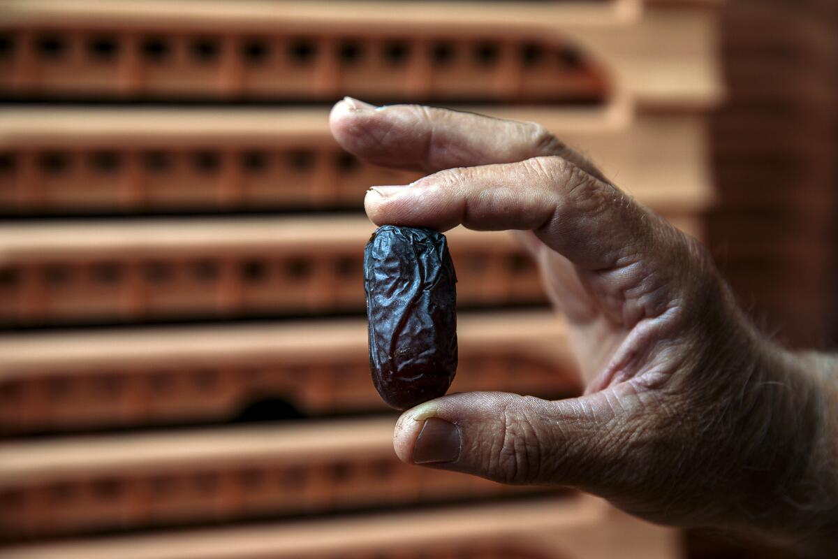 Closeup of a man's hand holding up a date.