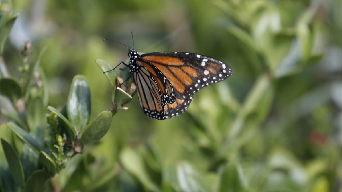 The family loves butterflies, and butterflies love what they planted: buckwheats, salvias and milkweed, among others.