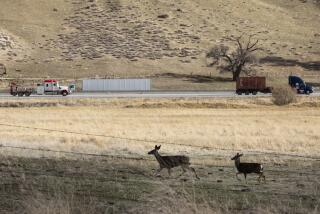 LEBEC, CA - DECEMBER 29: Traffic on the 5 Freeway flows smoothly through Lebec, CA as deer run through a field on Wednesday, Dec. 29, 2021 ahead of another storm that is forecast to pass through Southern California. (Myung J. Chun / Los Angeles Times)