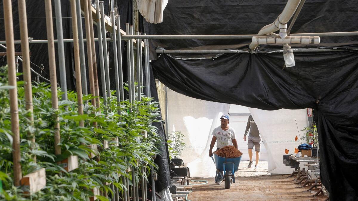 Daily operations continue around the clock in a legal marijuana growing facility in Monterey County. With the upcoming ballot initiative, and several local government actions, cannabis has been permitted but restricted largely to existing greenhouses.