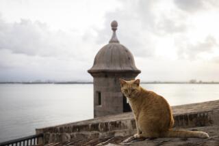 ARCHIVO - Un gato callejero sentado en un muro del Viejo San Juan, Puerto Rico, el 2 de noviembre de 2022. (AP Foto/Alejandro Granadillo, Archivo)