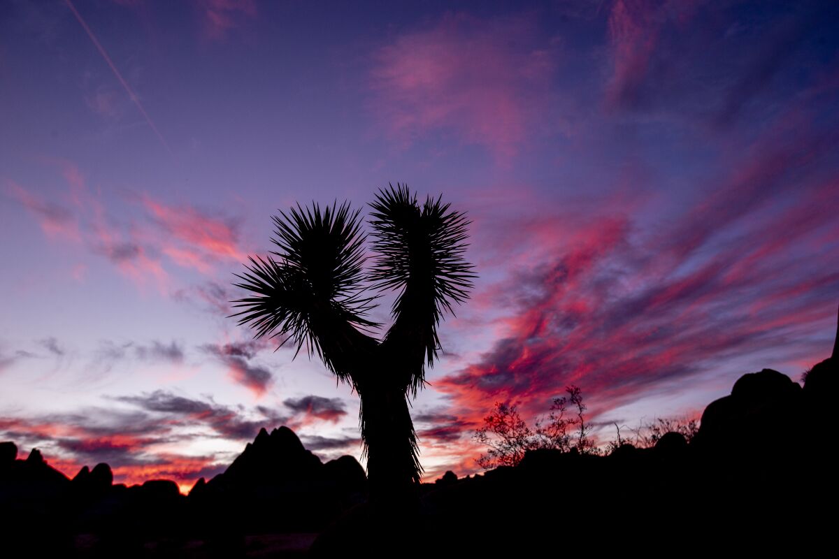 A Joshua Tree is silhouetted by a pink and purple sky
