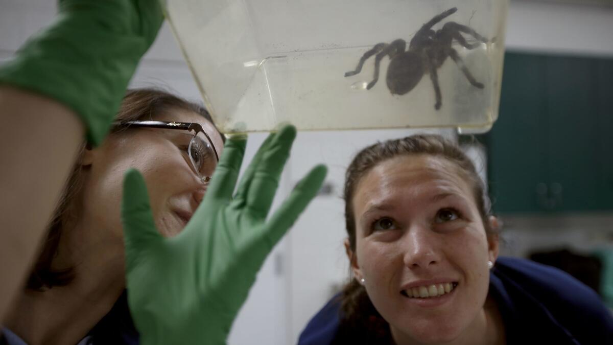 Veterinarian Jenessa Gjeltema with student Audrey Buatois examine a tarantula at the Sacramento Zoo