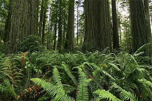 Redwood National and State Parks