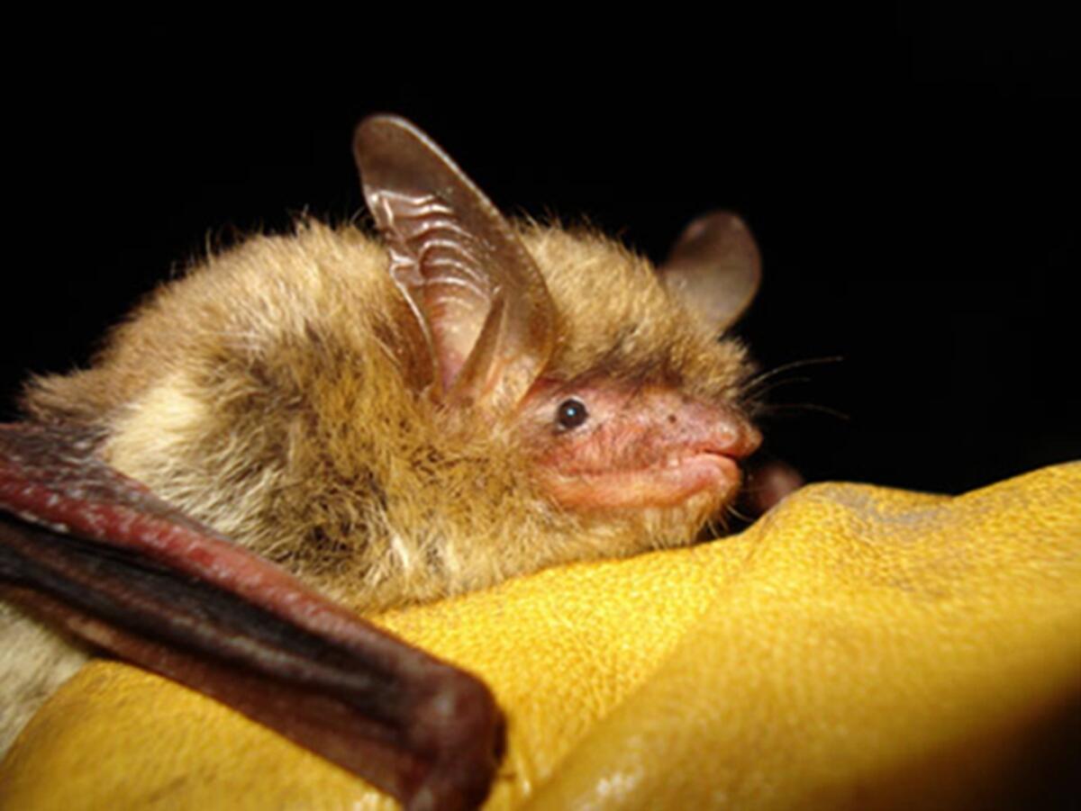 Northern long-eared bat