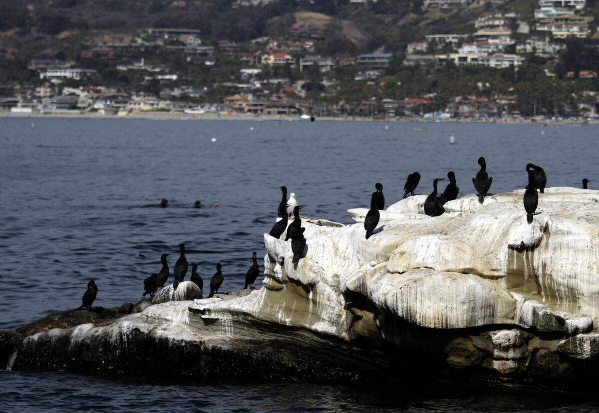 Birds sit on the rocks at La Jolla Cove. The stink left behind has sent visitors fleeing and caused restaurants and hotels to lose money, a lawsuit alleges.
