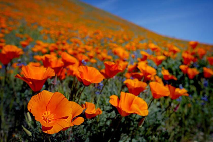 It may not be until mid-April that fields of large orange poppies (such as these in a photo taken a few years ago) blanket the Antelope Valley California Poppy Reserve in Lancaster, Calif., but it's difficult to predict how abundant the blooms will be this year.