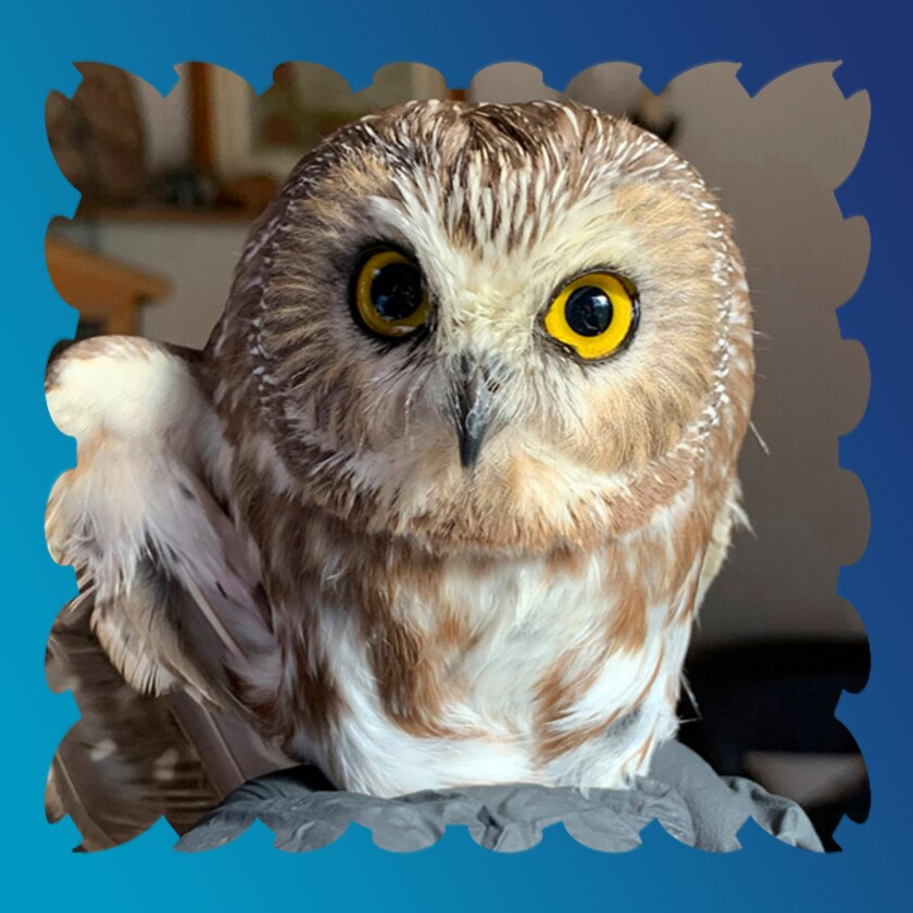 Rocky the owl.