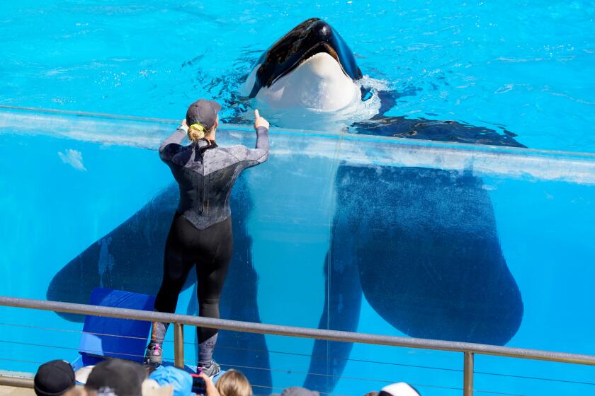 A trainer works with an orca at the Orca Encounter in Mission Bay on Tuesday, April 2, 2024 in San Diego, California.