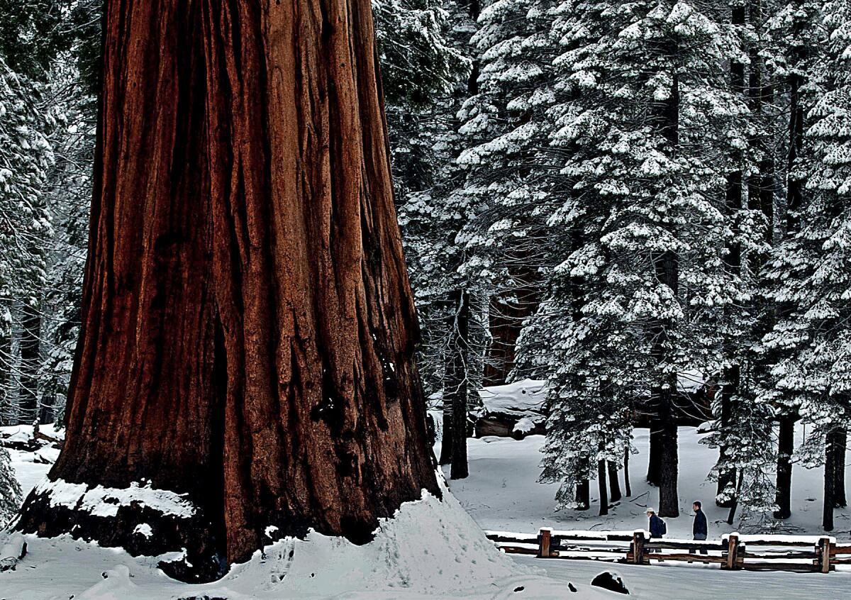A pair of hikers trod through a blanket of fresh snow Wednesday along Big Trees Trail in Sequoia National Park.