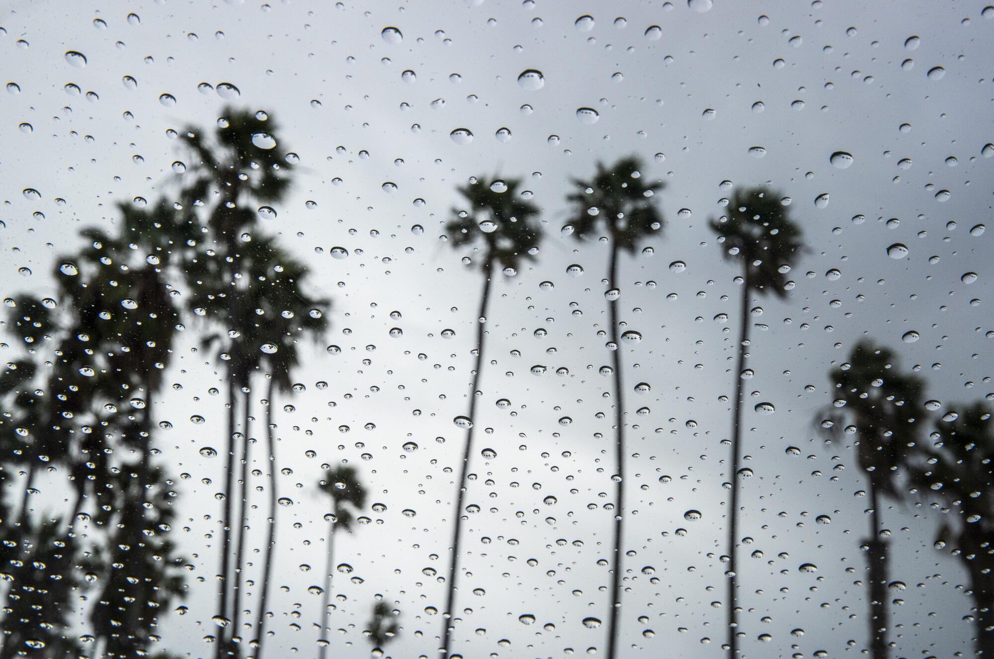 Raindrops cover a reflection of palm trees on a glass surface.