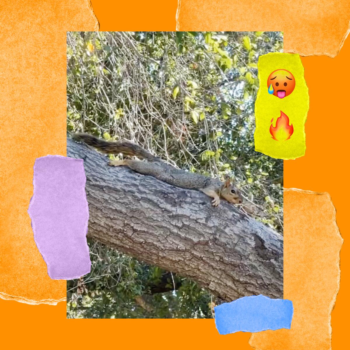 A squirrel lies flat on a branch. An emoji on the photo shows a flame.