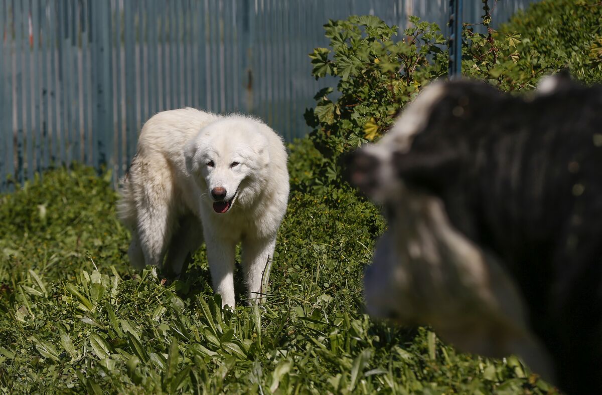 Sheepdog Sonja guards livestock at the O.C. fairgrounds that have been brought to a 2-acre berm to do landscaping.