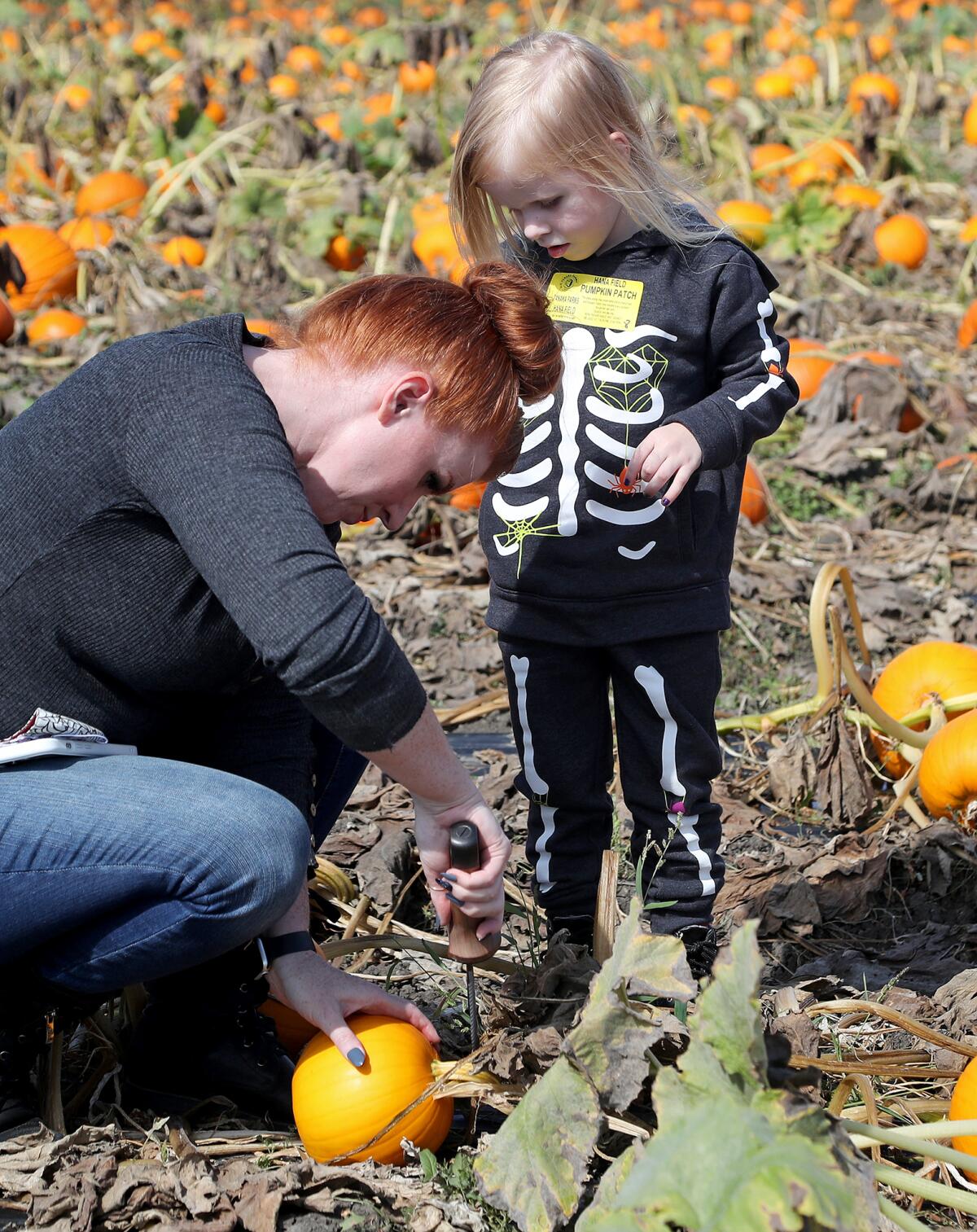 Ember Chancellor, 4, looks on as mom Jenni Black cuts the stem of a small pumpkin she picked out Friday at Hana Field.