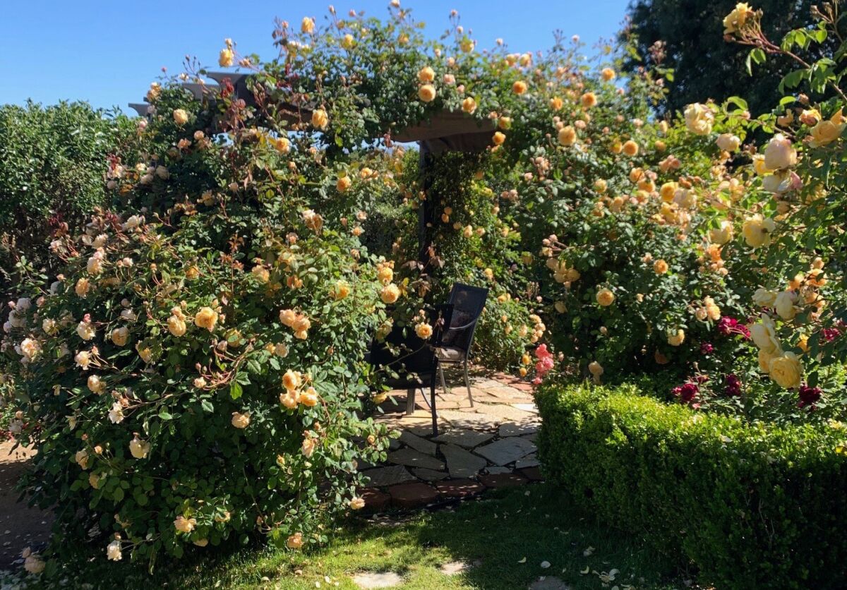Crown Princess Margreta is an apricot-orange David Austin climber with a fruity fragrance and arching habit. It grows vigorously over a pergola in Kristine and Robert Russell's Crest garden.