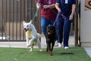 Palmdale, CA - June 29: Animal care volunteers take two excited dogs to their new fosters at Los Angeles County's Palmdale Animal Care Center on Thursday, June 29, 2023 in Palmdale, CA. (Brian van der Brug / Los Angeles Times)