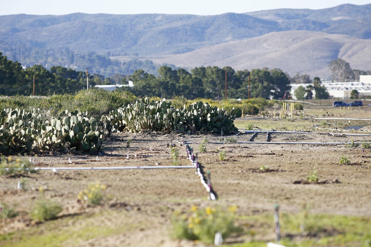 A cactus farm in the Upper Segment 2 of a wildlife corridor in Irvine.