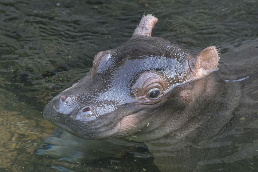 The female hippo calf, yet unnamed, was born on Saturday at 6:30 p.m. at San Diego Zoo.