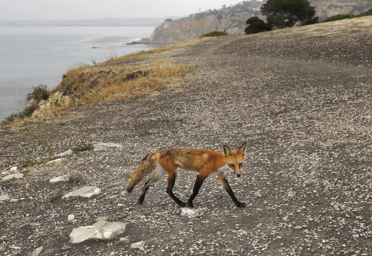 A fox runs along Paseo del Mar in Palos Verdes Estates.