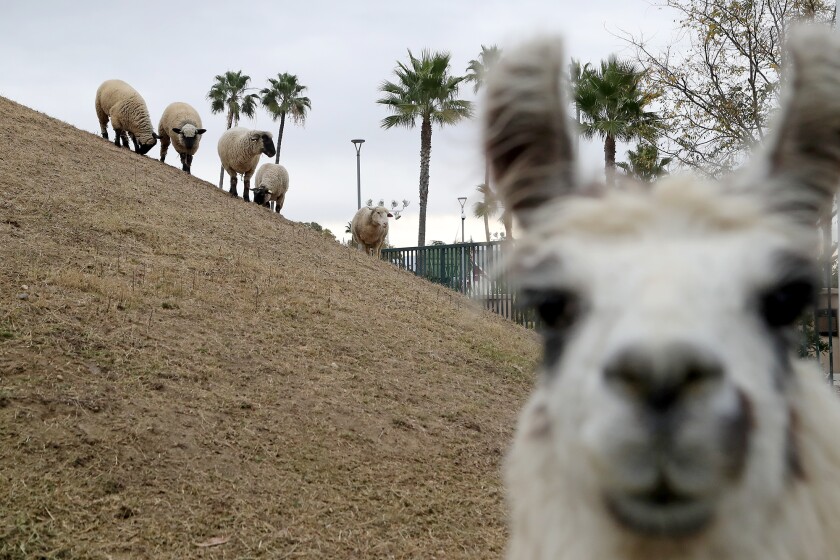 Sheep from Centennial Farm graze at the OC fairgrounds in Costa Mesa Thursday.