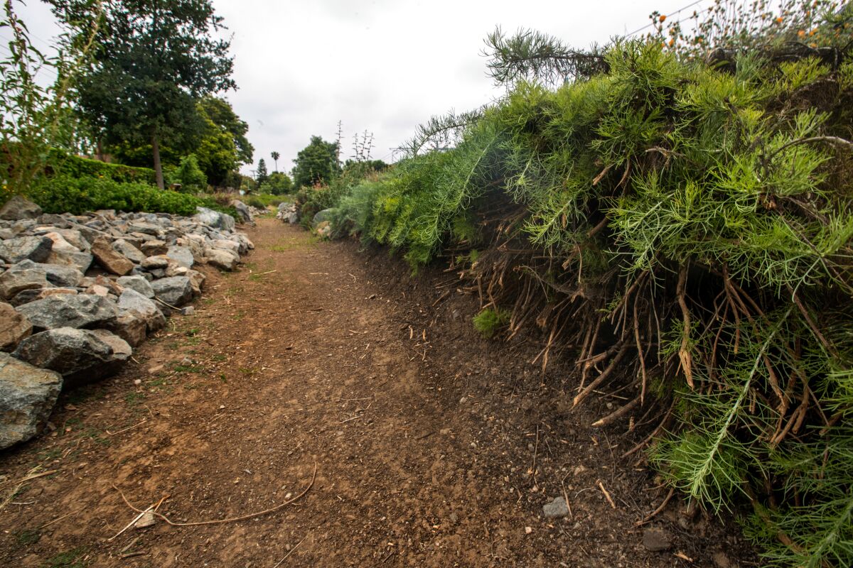 A manicured section of the north Westwood Greenway.