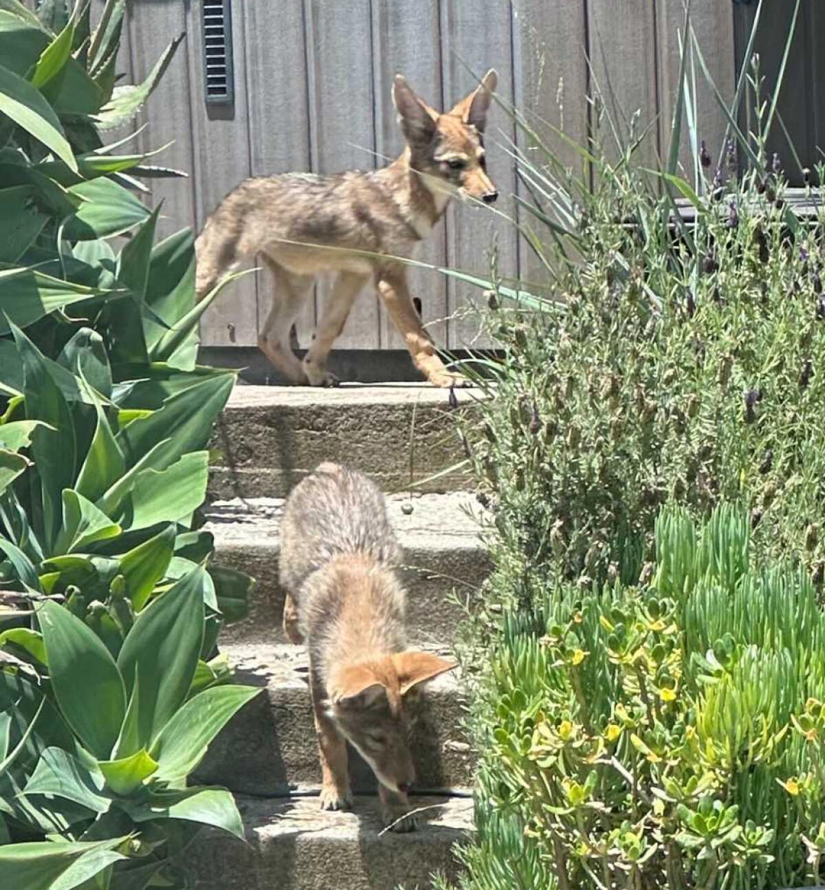 Coyotes at Jennifer Bedolla's home in Mar Vista. One expert says the coyotes' behavior is linked to pupping season.
