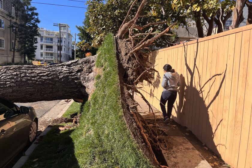 LOS ANGELES CA FEBRUARY 6, 2023 - Surbhi Jain navigates a damaged sidewalk along W. Sardis Avenue, where overnight high winds toppled a large tree in the Palms neighborhood of Los Angeles Monday Morning, February 6, 2023. (Carolyn Cole / Los Angeles Times)